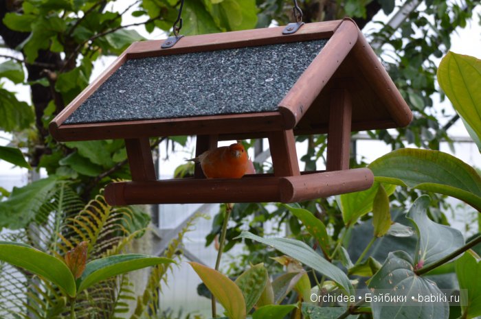 В краю магнолий плещет море. Прогулки с минуш среди цветов и бабочек