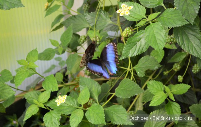 В краю магнолий плещет море. Прогулки с минуш среди цветов и бабочек (фото 10)