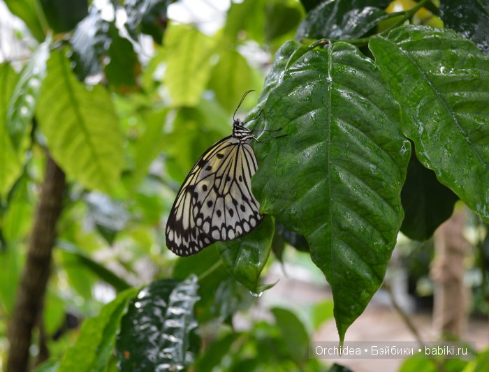 В краю магнолий плещет море. Прогулки с минуш среди цветов и бабочек (фото 8)