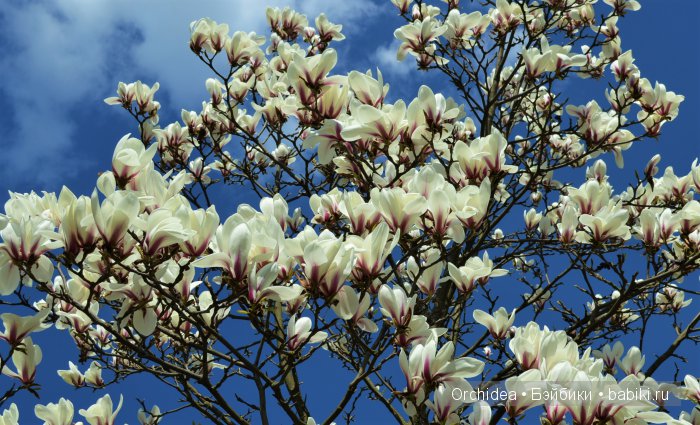 В краю магнолий плещет море. Прогулки с минуш среди цветов и бабочек (фото 2)