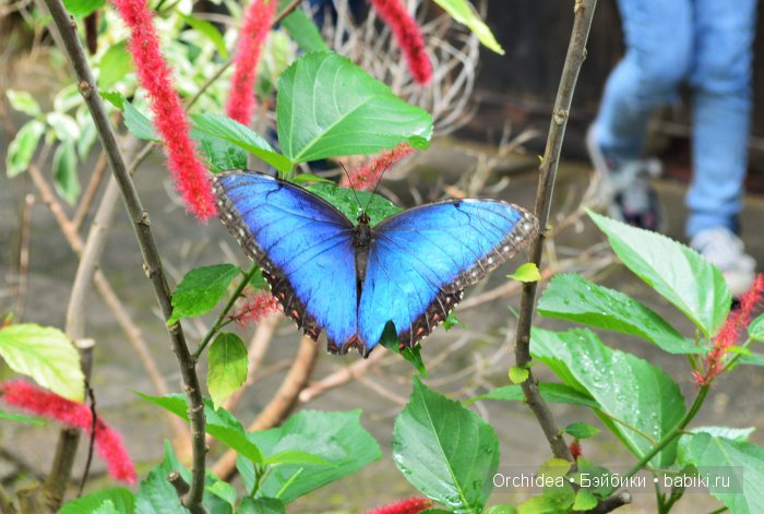 В краю магнолий плещет море. Прогулки с минуш среди цветов и бабочек (фото 9)