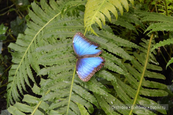 В краю магнолий плещет море. Прогулки с минуш среди цветов и бабочек (фото 7)