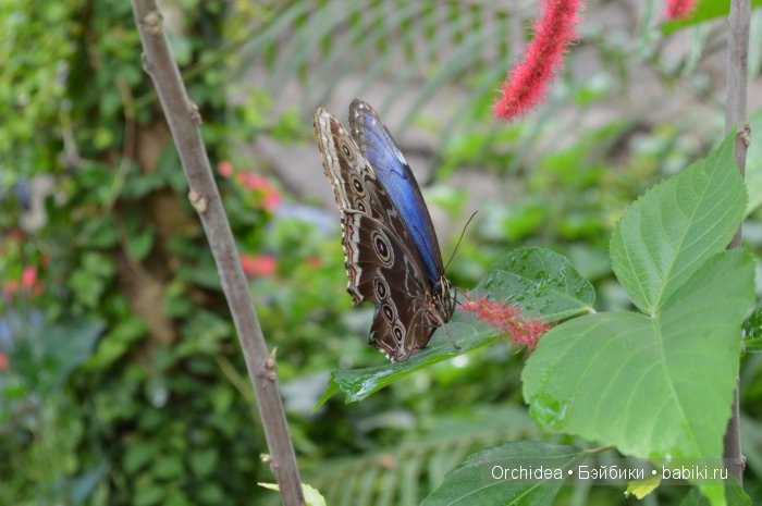 В краю магнолий плещет море. Прогулки с минуш среди цветов и бабочек