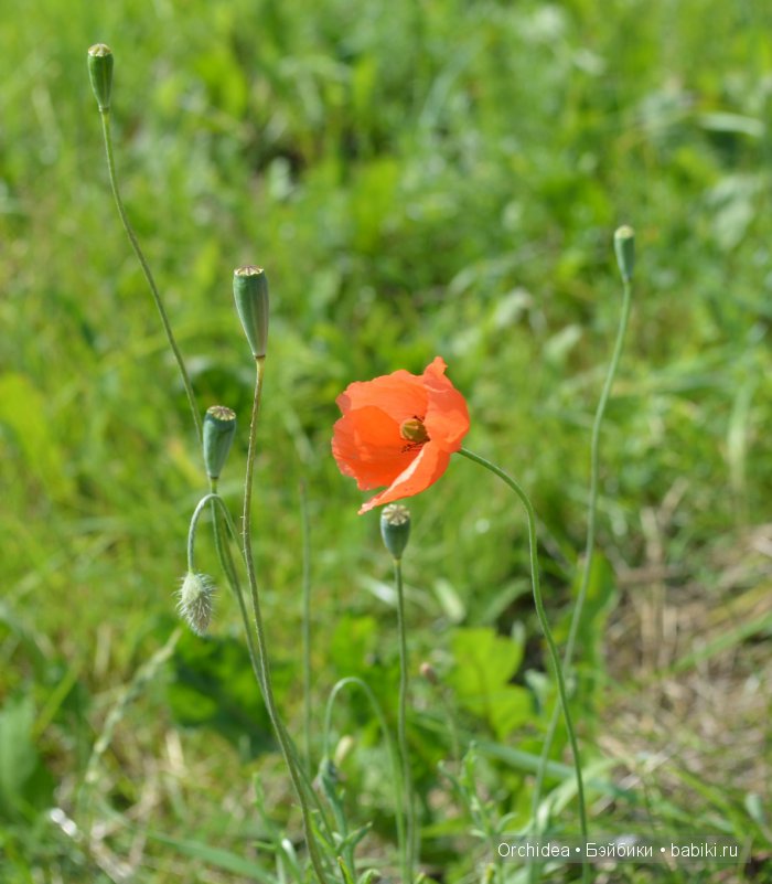 Гора Крестов в Шауляй. Небольшое путешествие в Литву