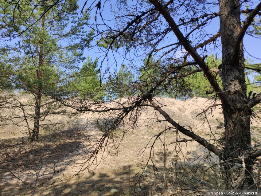 В лес за грибами с Бине. Zwergnase Bine (фото 4)