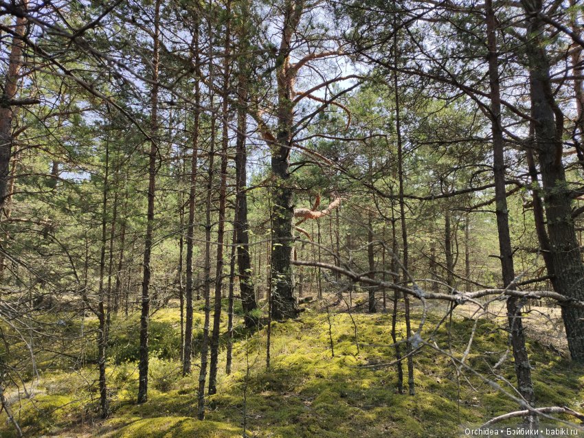 В лес за грибами с Бине. Zwergnase Bine (фото 3)