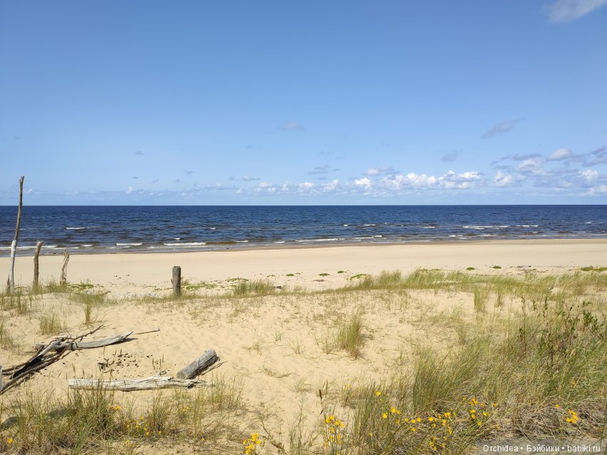 В лес за грибами с Бине. Zwergnase Bine (фото 5)