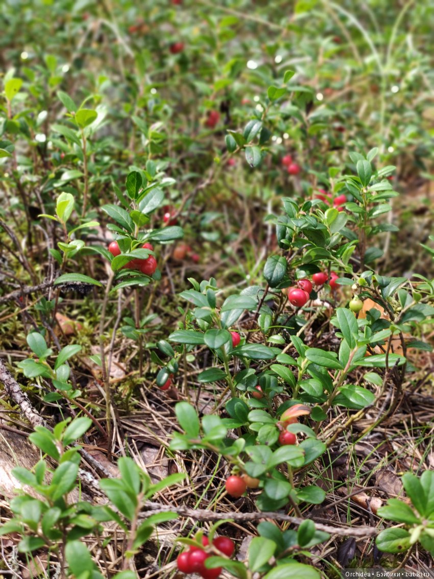 В лес за грибами с Бине. Zwergnase Bine (фото 2)