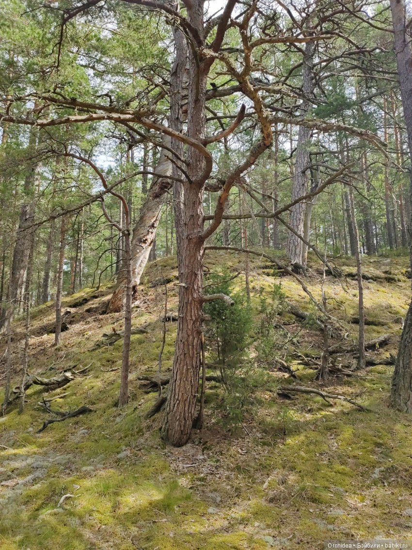 В лес за грибами с Бине. Zwergnase Bine