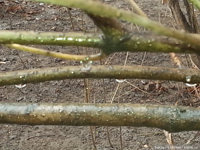 А мы с сыном сегодня красоту искали (фото 10)