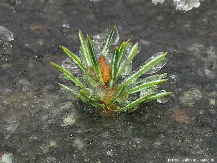 А мы с сыном сегодня красоту искали