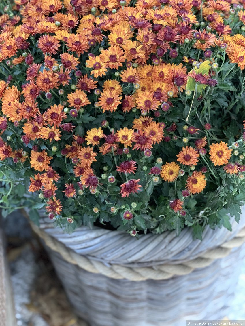 Automne provençal, Limoges France Mon Cheri Alfred Lanternier