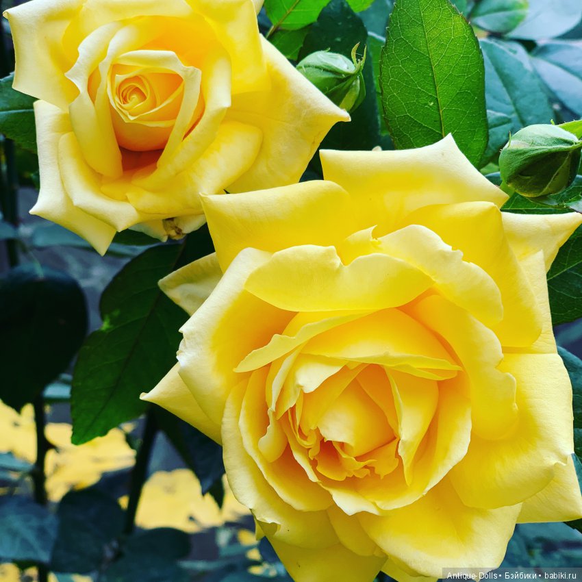 Automne provençal, Limoges France Mon Cheri Alfred Lanternier