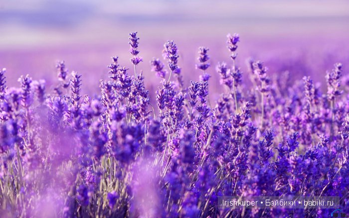 Встреча брюнеток — Куклы Sylvia Natterer (Сильвия Наттерер): Gotz