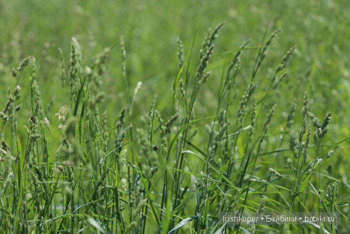 Куклы Софи, Sophie Käthe Kruse (фото 7)