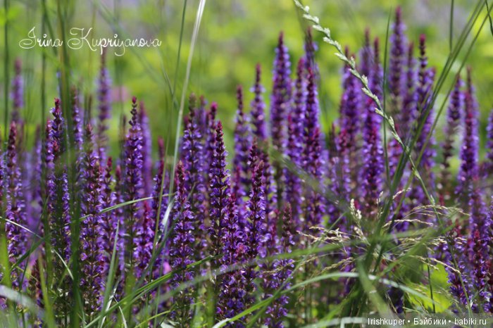 Маленький народец, юбилейный топик (фото 9)