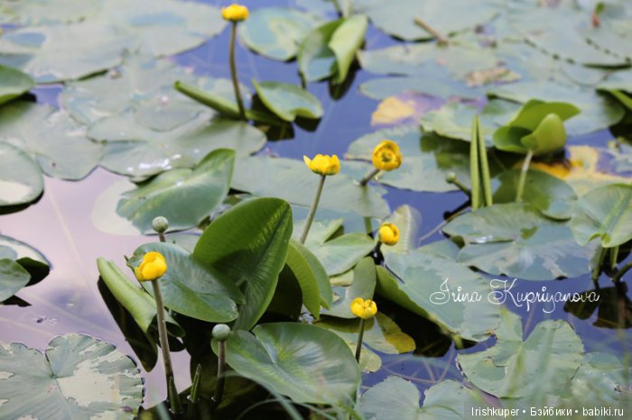 Маленький народец, юбилейный топик (фото 4)