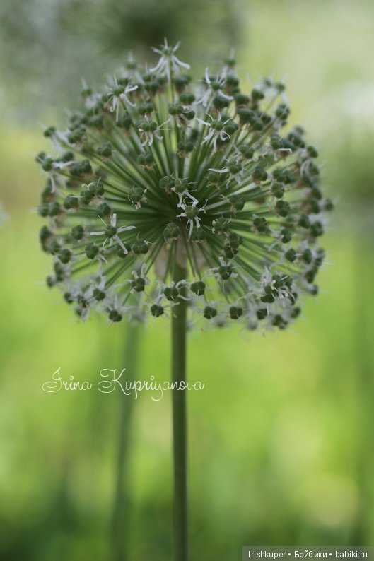 Маленький народец, юбилейный топик