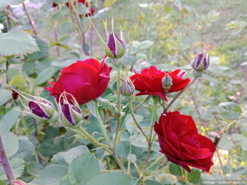 София (Карапуз). Мой лучик солнца