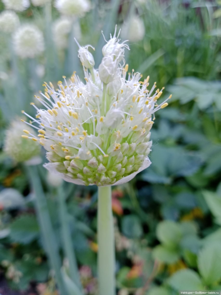 София (Карапуз). Мой лучик солнца