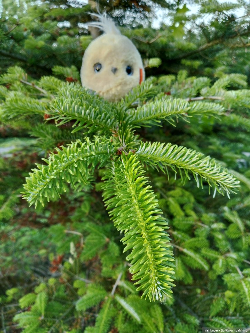 София (Карапуз). Мой лучик солнца
