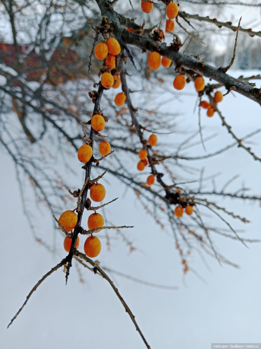 Репортаж из жизни кота Кортадо (Budi basa)