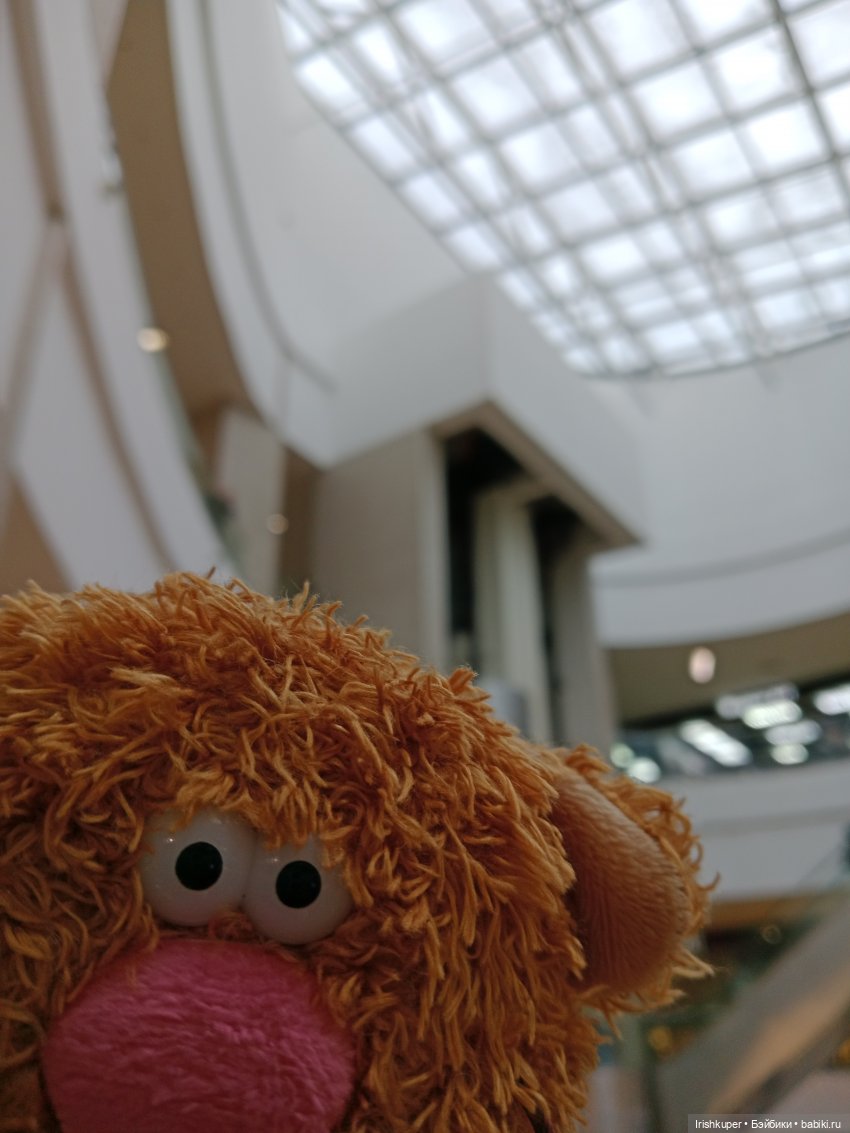 Репортаж из жизни кота Кортадо (Budi basa)