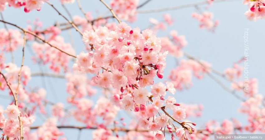 Love is...Март начинается в январе (кот Фраппе Budi basa)
