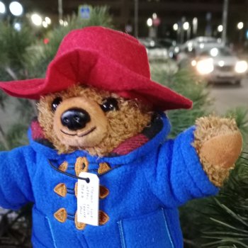 Мистер Паддингтон Браун младший. Не успел приехать, уже освоился.