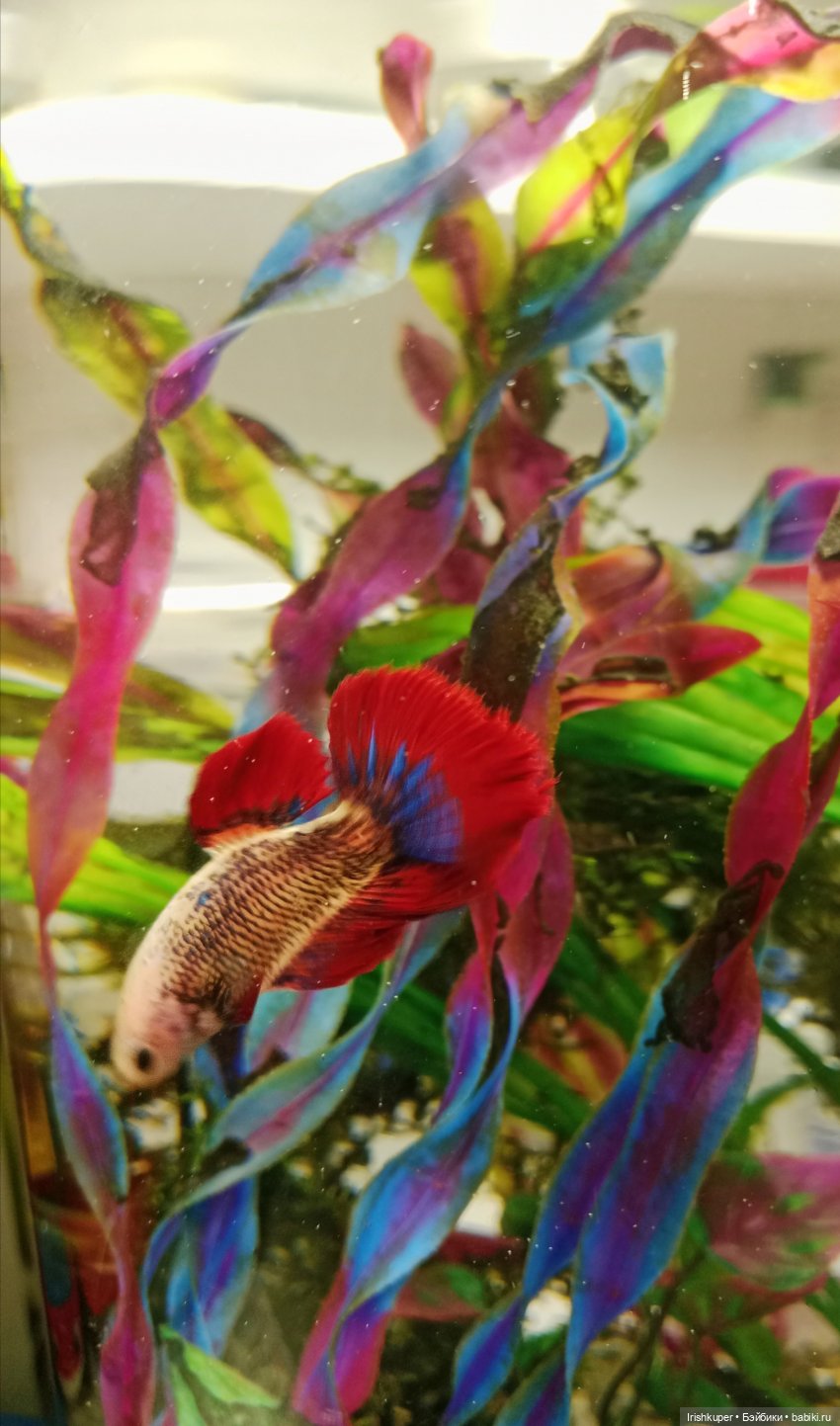 Розовая Anlily JEANS — Аналоги Барби и куклы 1/6: клоны 90