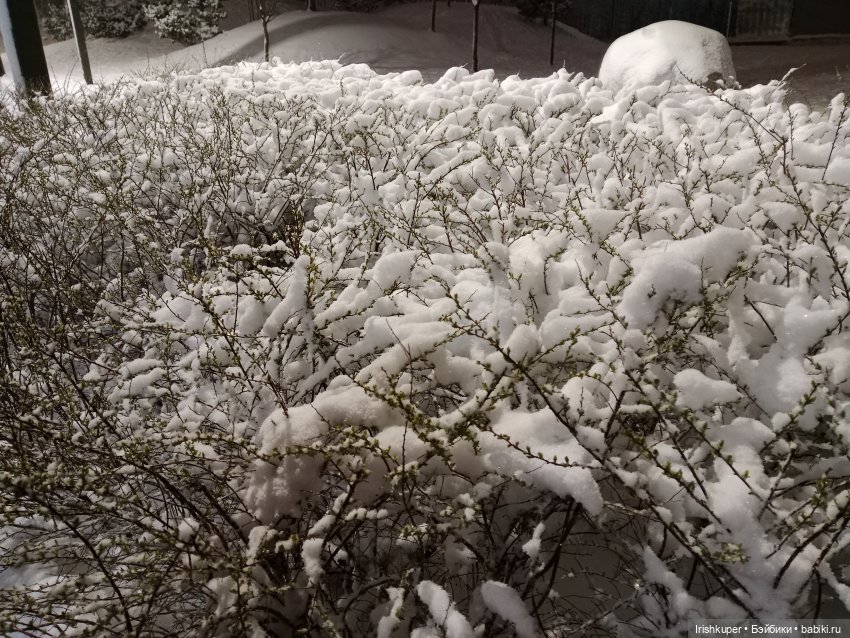 Репортаж кота Кортадо (Всероссийский молодежный фестиваль анимационного кино Гнездо)