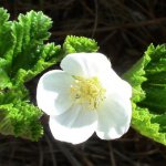 А вы видали, как цветет морошка?