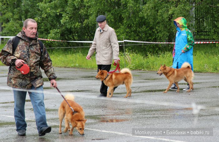 О том как котёнок ходил на выставку собак (фото 5)
