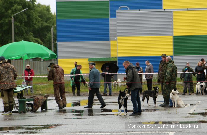 О том как котёнок ходил на выставку собак (фото 3)