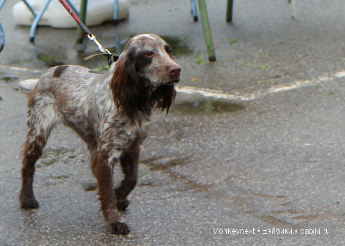 О том как котёнок ходил на выставку собак (фото 6)