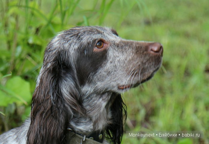 О том как котёнок ходил на выставку собак (фото 7)