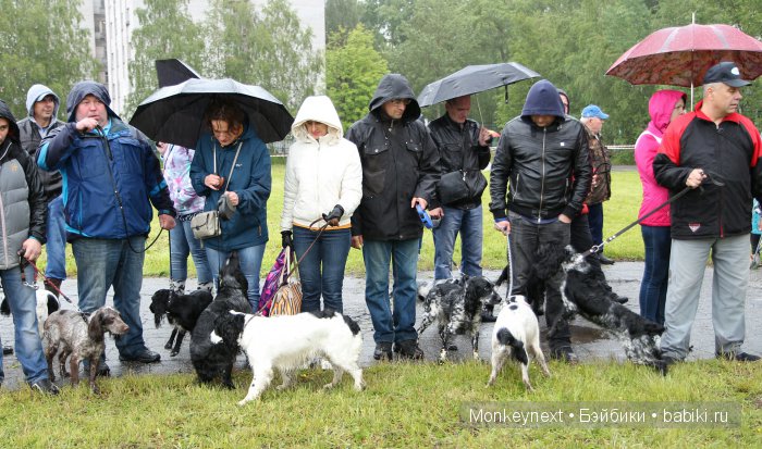 О том как котёнок ходил на выставку собак (фото 2)