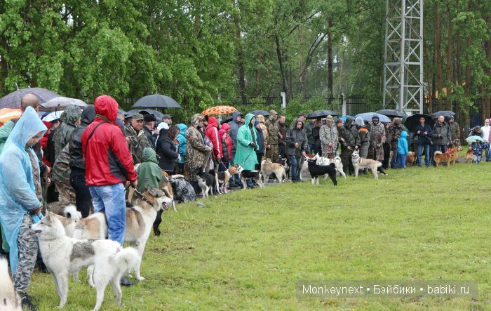 О том как котёнок ходил на выставку собак