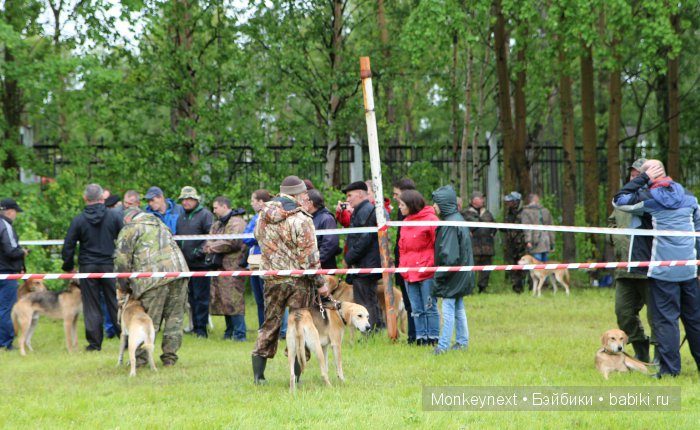 О том как котёнок ходил на выставку собак (фото 4)