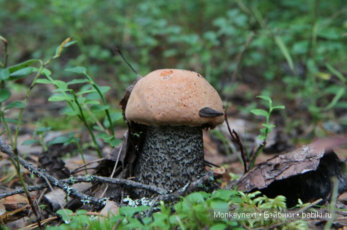 Незапланированные выходные. День второй (фото 3)
