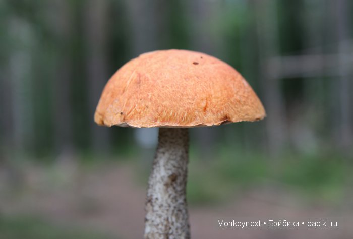 Незапланированные выходные. День второй (фото 9)