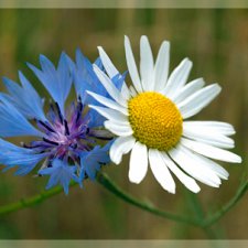 Знакомьтесь! Мой букетик: Ромашка и Василек (Monkeys by Ashton Drake)