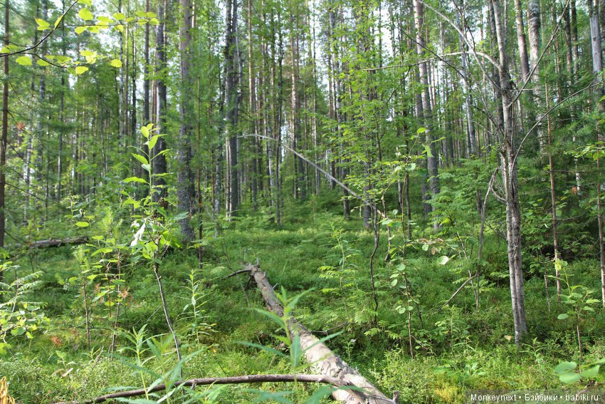 На даче. Часть 3. Веня, Варя делают запасы на зиму (фото 3)