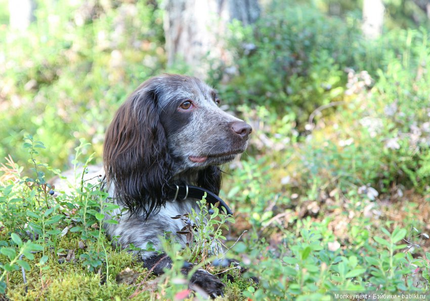 На даче. Часть 3. Веня, Варя делают запасы на зиму