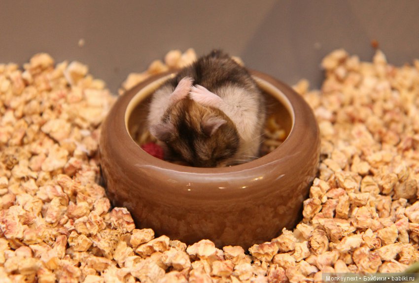 Страшный зверь в дюне — Гибриды шарнирных кукол (не БЖД): подбор тела