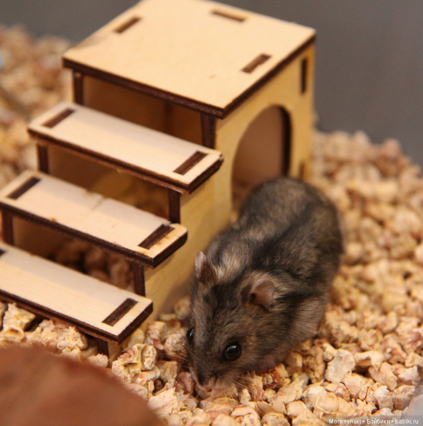 Страшный зверь в дюне — Гибриды шарнирных кукол (не БЖД): подбор тела