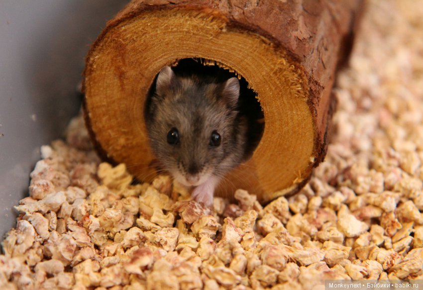 Страшный зверь в дюне — Гибриды шарнирных кукол (не БЖД): подбор тела