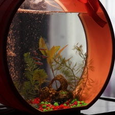 Звезда или давно обещанный подарок  для Вари