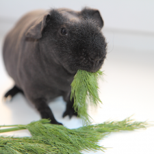 Атака анимэшек  или Юи-тян и Бишамон опять шкодят