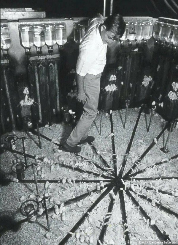 Эксперимент «Вселенная-25»: почему идеальный рай погубил популяцию мышей